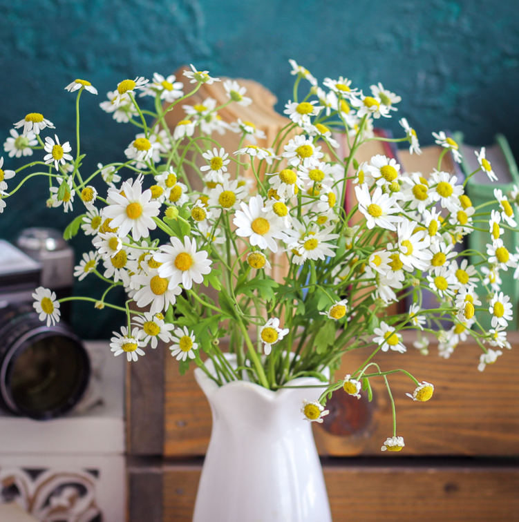 Ромашки из холодного фарфора (Татьяна Кононова)