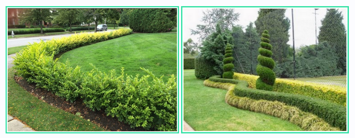 Секреты живых изгородей (Александр Сапелин)