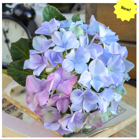 Гортензия (Татьяна Кононова)