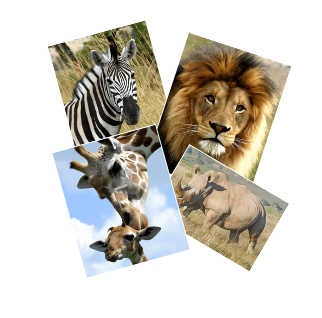 Практика художника - Животные Африки. Пакет Минимальный (Ольга Базанова)