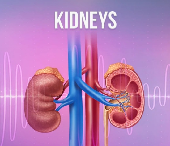 [Qi Life] Почки / Kidneys (David Wong)