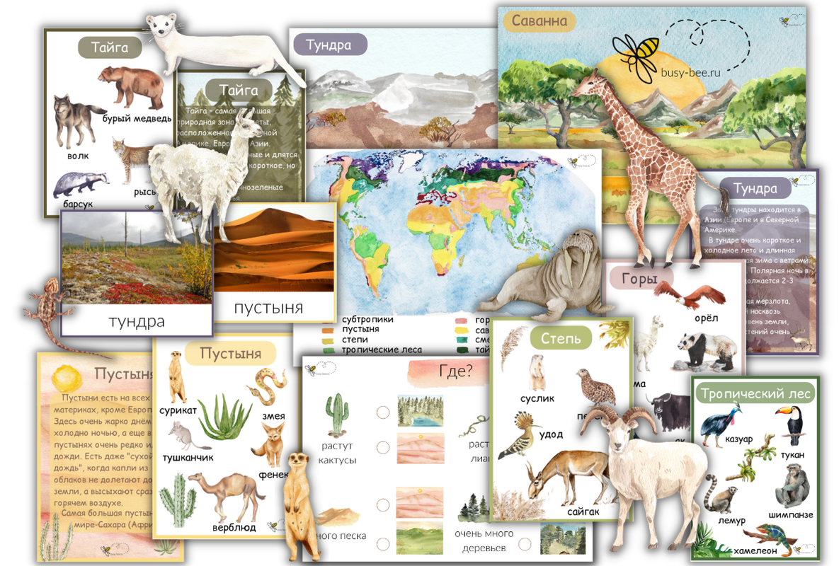 [busy-bee] Природные зоны мира