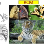 Семинар КСМ- антионкологическая программа. ВременнЫе программы (Ольга Шнейдеров-Детин)