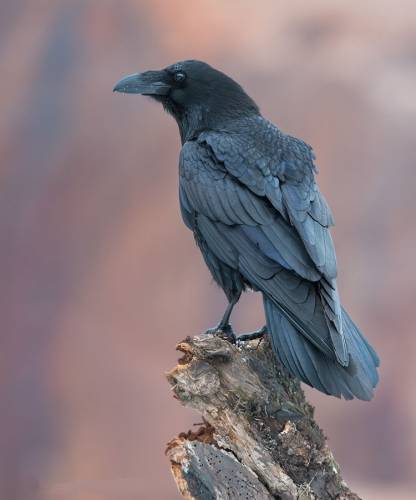 [Волшебный Лотос] Corvus Corax. Ворон (Лавиния)