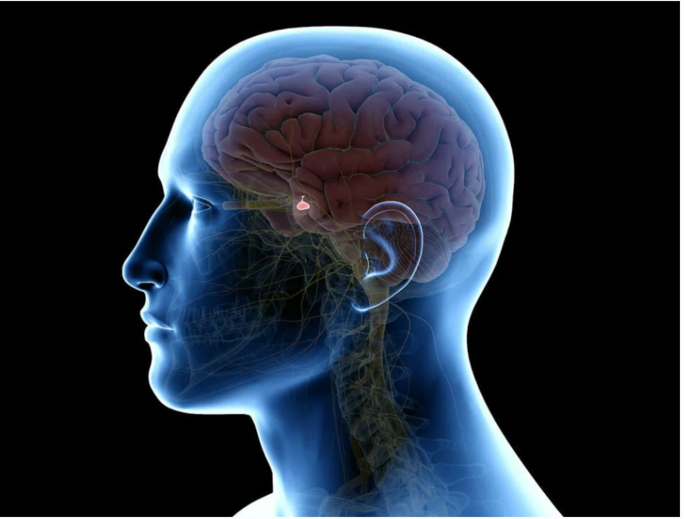 [Sigh Energy] Гипофиз. Pituitary Powerful Plus +11x (Extra Strong)