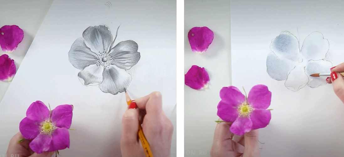 [lectoroom] Ботаническая живопись. Шиповник карандашом (Светлана Лансе)