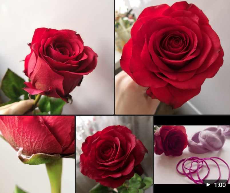 Полноразмерная красная Роза (Луиза Габибулаева)