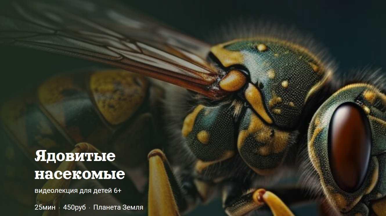 [Детский лекторий] Ядовитые насекомые (Александр Толмачев)