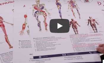 Плакаты по миофасциальным цепям (разработка УАПК)