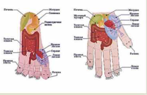 [5 элементов] Основы Су Джок терапии, часть 2 (Елена Макарова)