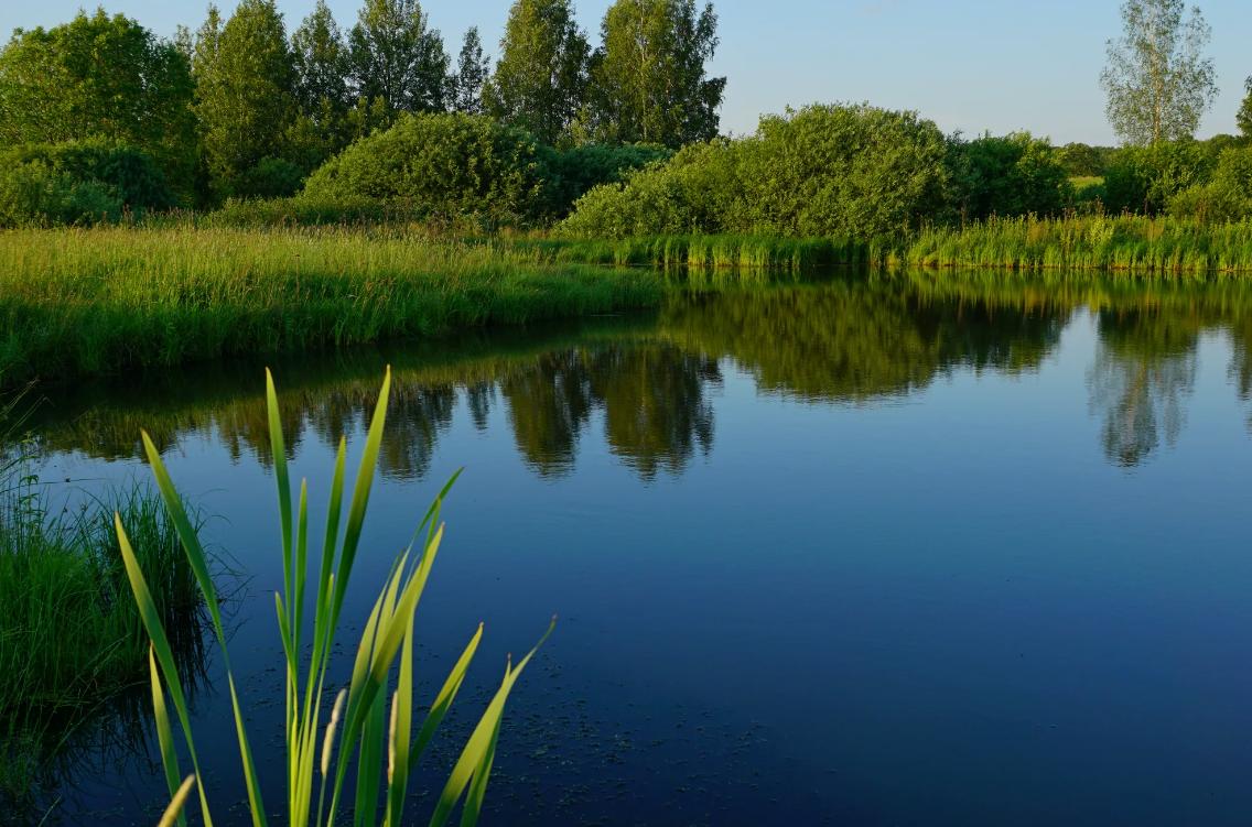 Как создать экологичный пруд на своем участке (Степан Купченко)