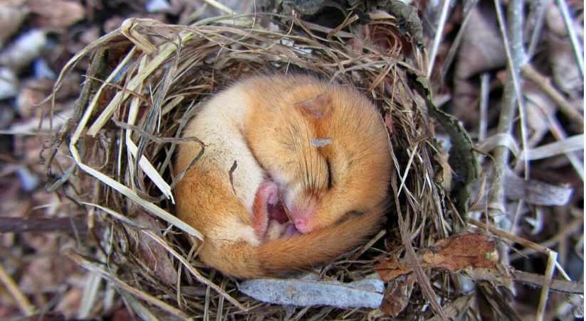 [Архэ] Спать или не спать (Георгий Рюриков)