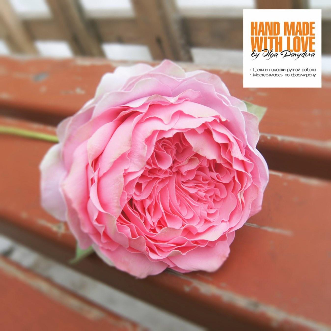 Английская пионовидная роза (Ольга Давыдова)