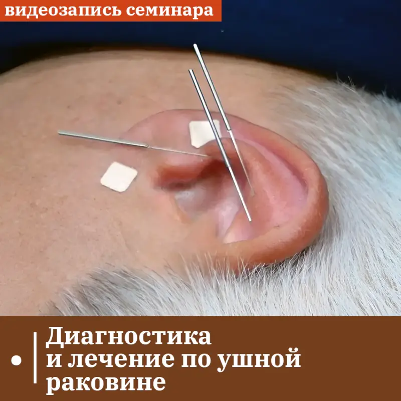 Диагностика и лечение по ушной раковине. Лечение зависимостей (Владимир Кононов)