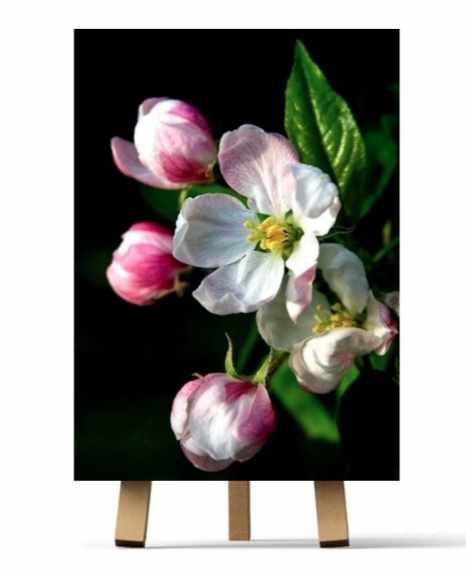 Ветка (Ирина Шпакова)