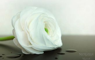 Ранункулюс (Анастасия Зеникова)