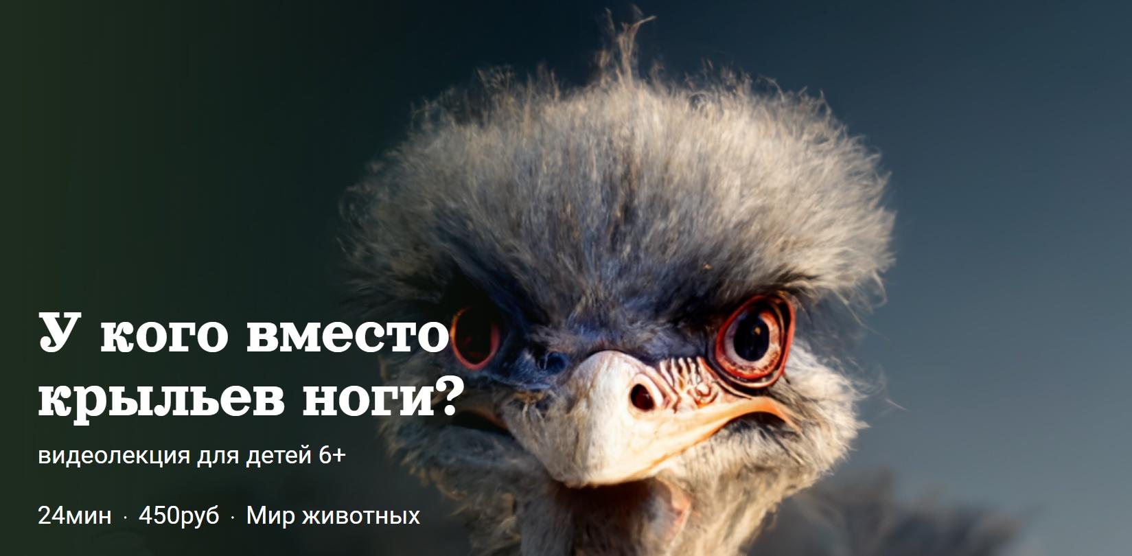 [Детский лекторий] У кого вместо крыльев ноги? (Александр Толмачев)