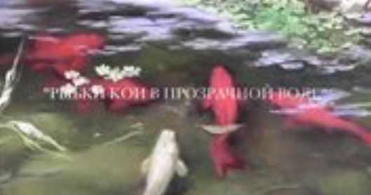 Рыбки кои в прозрачной воде. Масло. Часть 1 (Игорь Сахаров)