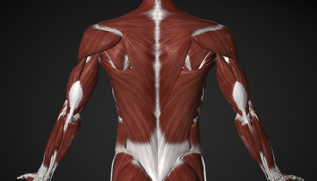 Массаж триггерных точек в спине (Артем Пак)