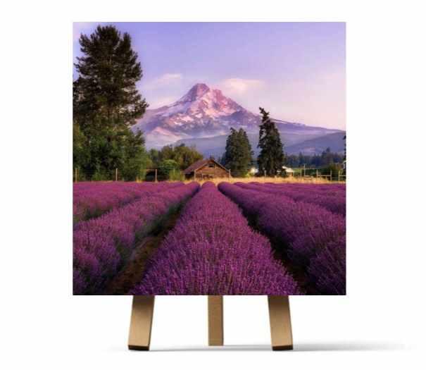 Лаванда (Ирина Шпакова)