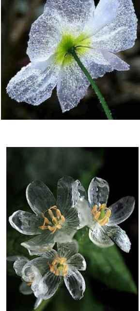 Рецепт прозрачного холодного фарфора "Полимерный хрусталь" или "Морское стекло" (anri-irene)