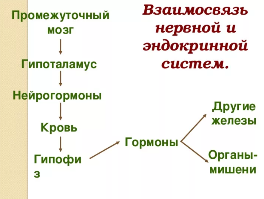 Взаимосвязь нервной и эндокринной систем в построении практики для беременных (Надежда Емельянова)