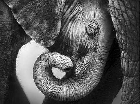 [Высшая школа психологии] Интегральный подход психологической работы с травмой развития. Раздел 6 (Анастасия Дивеева, Андрей Евдокимов)