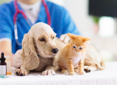 Лекарственные травы для лечения заболеваний ротовой полости у собак и кошек (Ольга Алексеева)