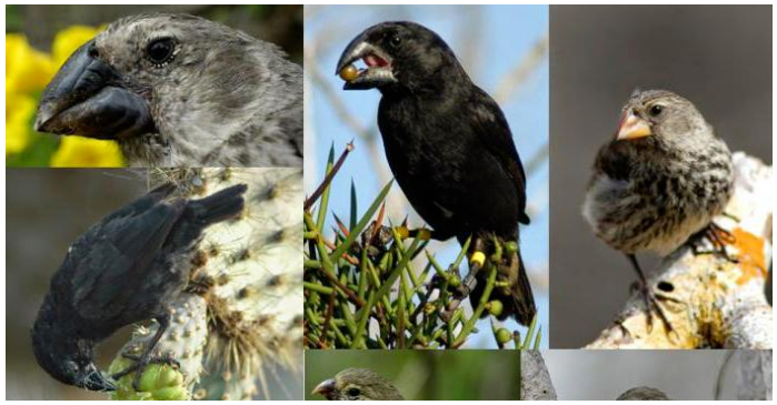 [Архэ] Дупликация генов – путь к эволюционным новшествам (Александр Марков)