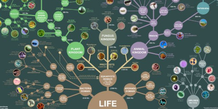 [Архэ] На кого работает эволюция? Эгоистичные гены и многоуровневый отбор (Александр Марков)