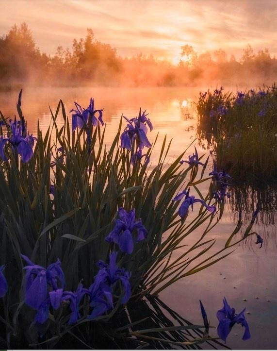 [Студия живописи] Ирисы в тумане (Ольга Базанова)