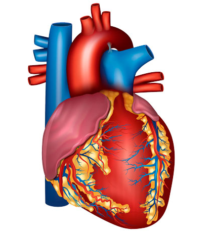 [Доктор Плесовских] Здоровье сердца и сосудов — как нормализовать артериальное давление (Татьяна Плесовских), фото 1 из 1.