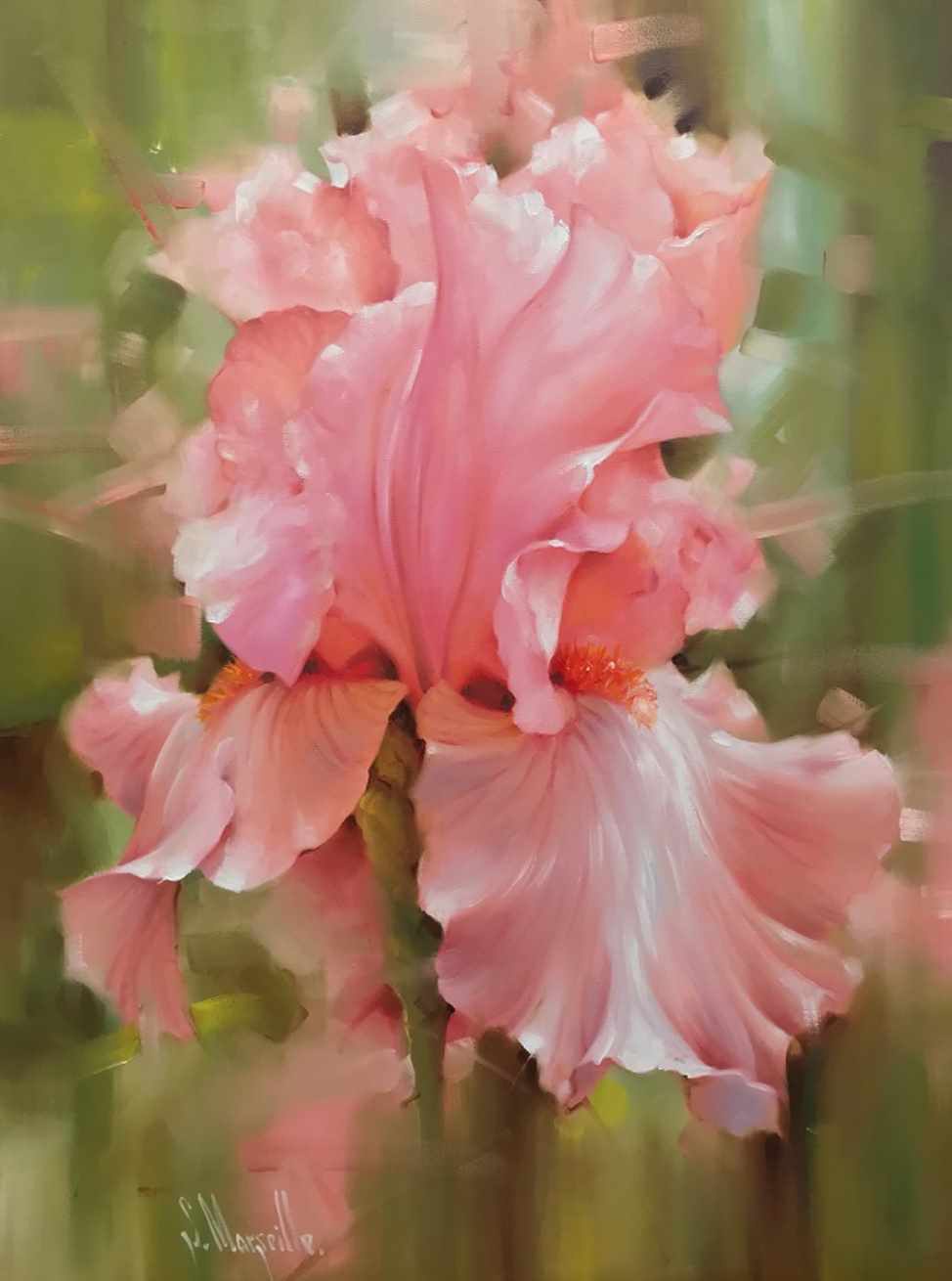 Розовый Ирис (Марсель Сингатуллин)