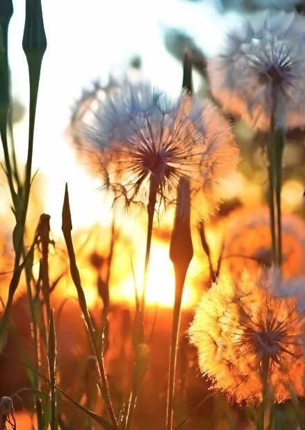 Одуванчики на закате (Ольга Базанова)