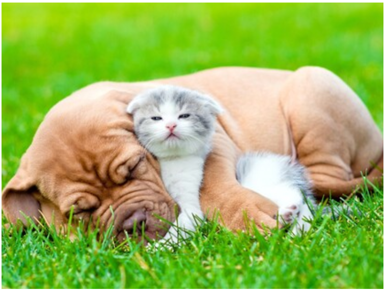 [festtrav] Травы для красоты и здоровья собак и кошек (Ольга Алексеева)