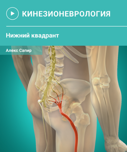 Мануальная терапия нервной ткани. Нижний квадрант (Алекс Сапир)