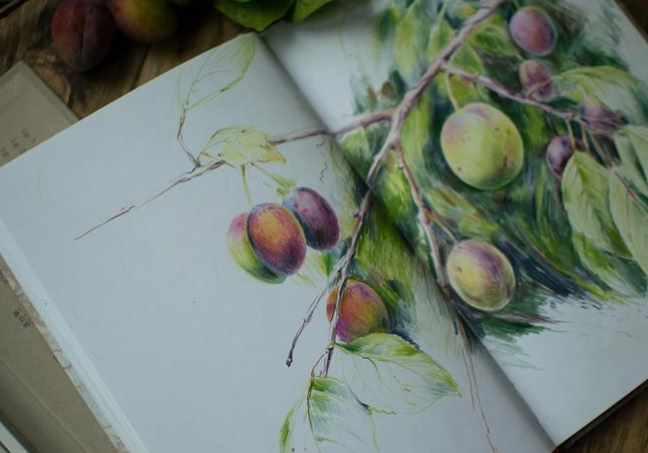 Ботаника цветными карандашами (Надежда Хмелевская)