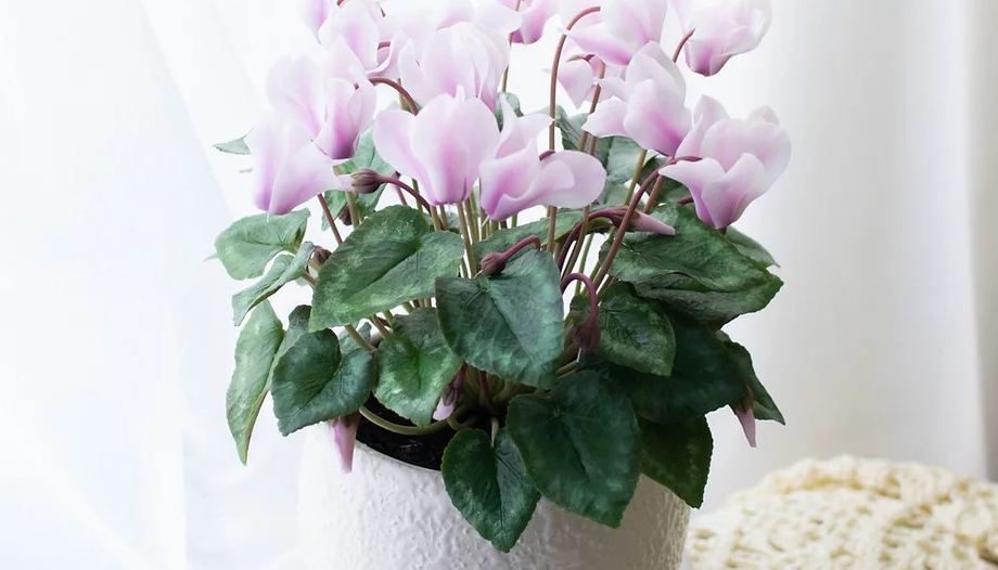 Цикламен (Наталья Желонкина)