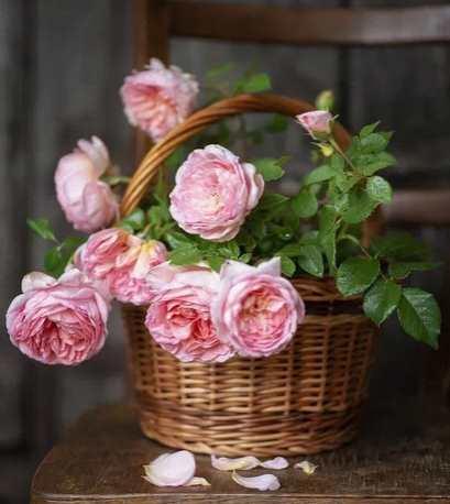 Букет в корзине (Ольга Базанова)