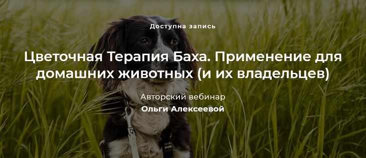 Цветочная Терапия Баха. Применение для домашних животных (и их владельцев) (Ольга Алексеева)
