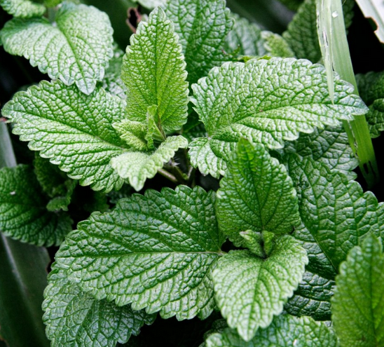 Фруктовый букет. Мята (ohorosho)