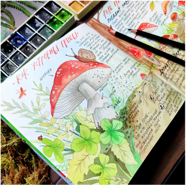 [hurlyburlyschool] 8 блок годового курса Окружающий мир (Оля Сафонова, Даша Сафонова)