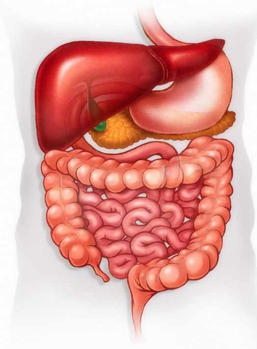 Комплекс для ЖКТ - Паразиты. Детокс. Оздоровление. 2-й поток