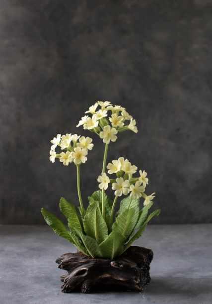 Примула лесная (Наталья Желонкина)