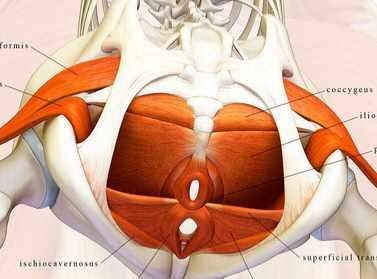 Тазовое дно (Маша Блинова)