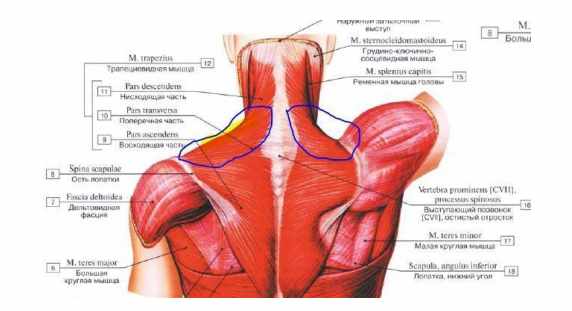 Динамический нейро-фасциальный релиз (ДНФР), фото 1 из 1.