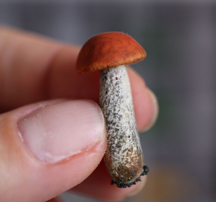 Видеокурс Грибы (Юлия Бухарова)