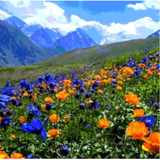 [Центр Шерома] 30 способов применения гидролатов (Елена Боброва)