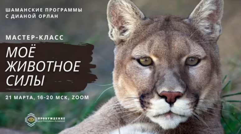 Моё животное силы (Диана Орлан)