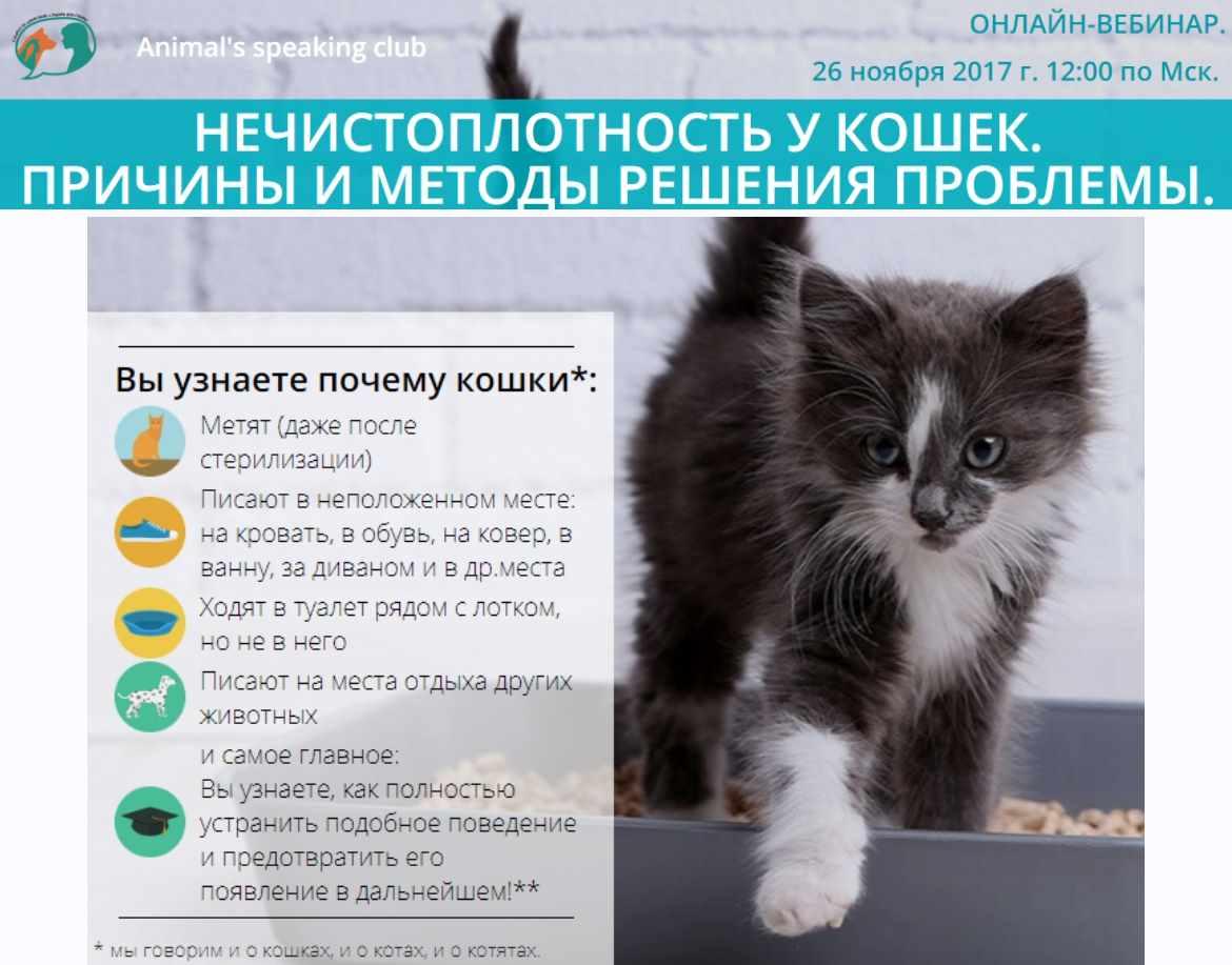 Нечистоплотность у кошек. Причины и методы решения проблемы (Виталия Кононова)